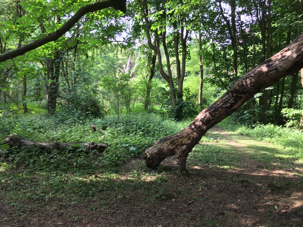 Gassy wood where I played as a child